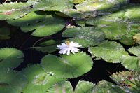 Lily Pond Pool, Homestead trail